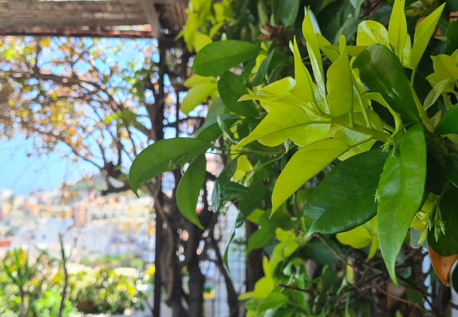 Affitto per camere a Ponza - b&b La Limonaia a mare 04